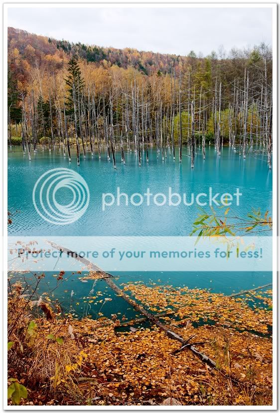 【景点】 美瑛神秘的青池